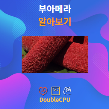 부아메라 알아보기