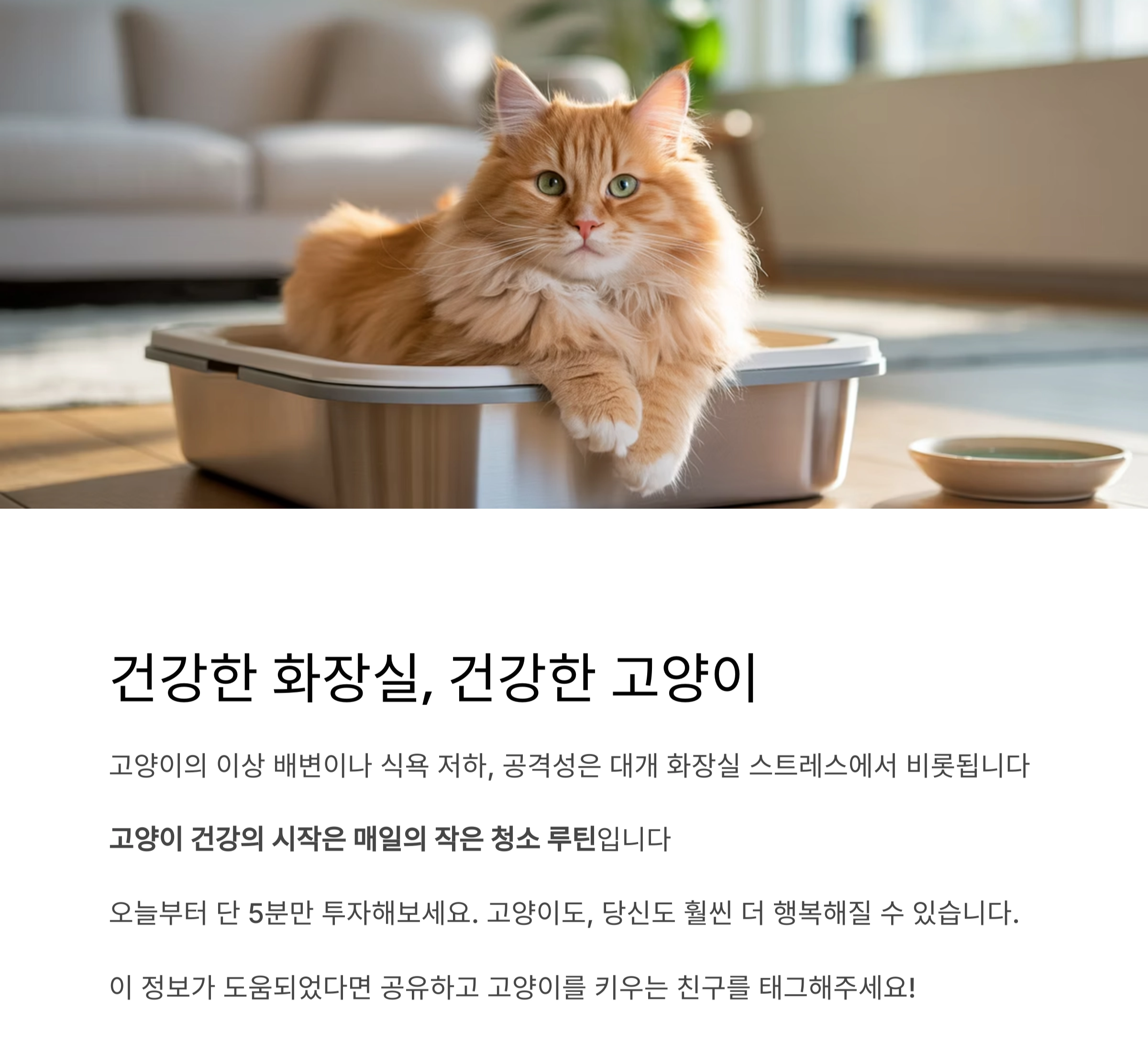고양이 화장실, 매일 청소가 필요한 진짜 이유