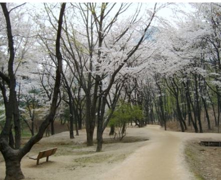 강남 벚꽃