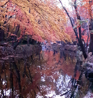 가을엔 여기로&amp;#39; 기차여행 