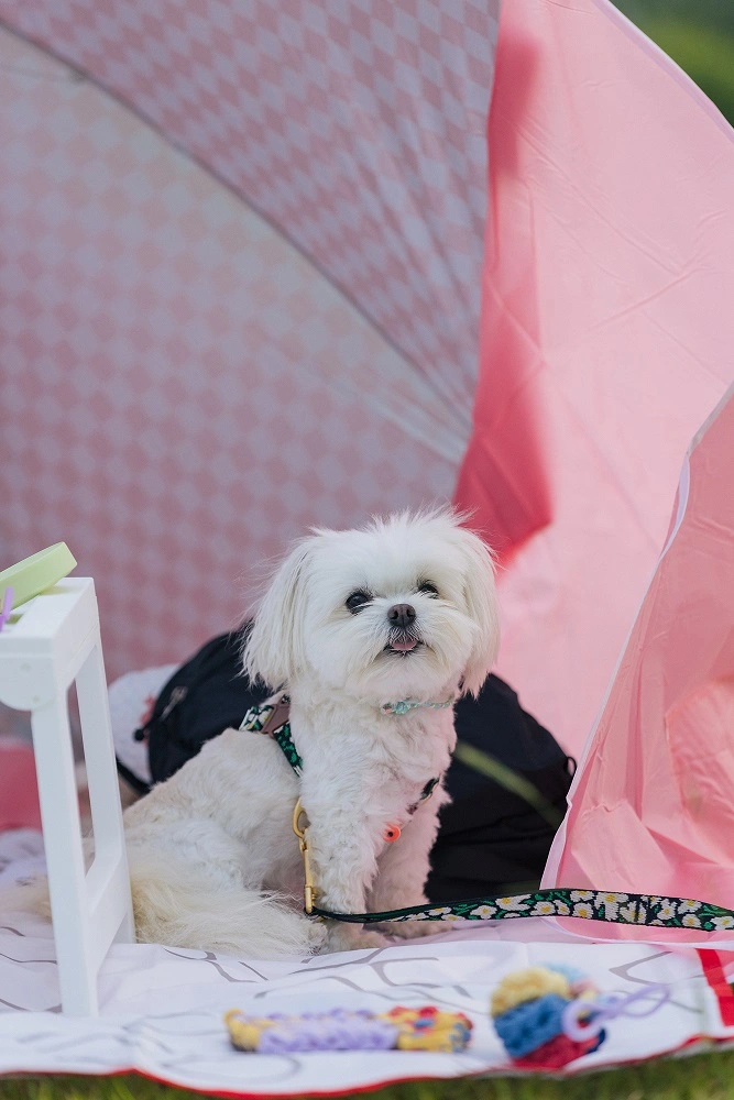 서울공예박물관 한글날 반려견 동반 펫크닉 프로그램 일정 시간 참가 신청 접수 방법 활동 내용