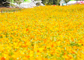 9월 축제: 평창 백일홍 축제 일정과 입장료, 가는 길, 근처 맛집 안내