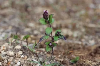 약용식물 가는잎산들깨 석향유 여름철 한방재 건강 효과_2
