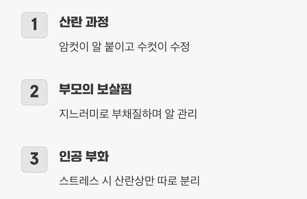 드디어 그날! 알 붙이기와 부화