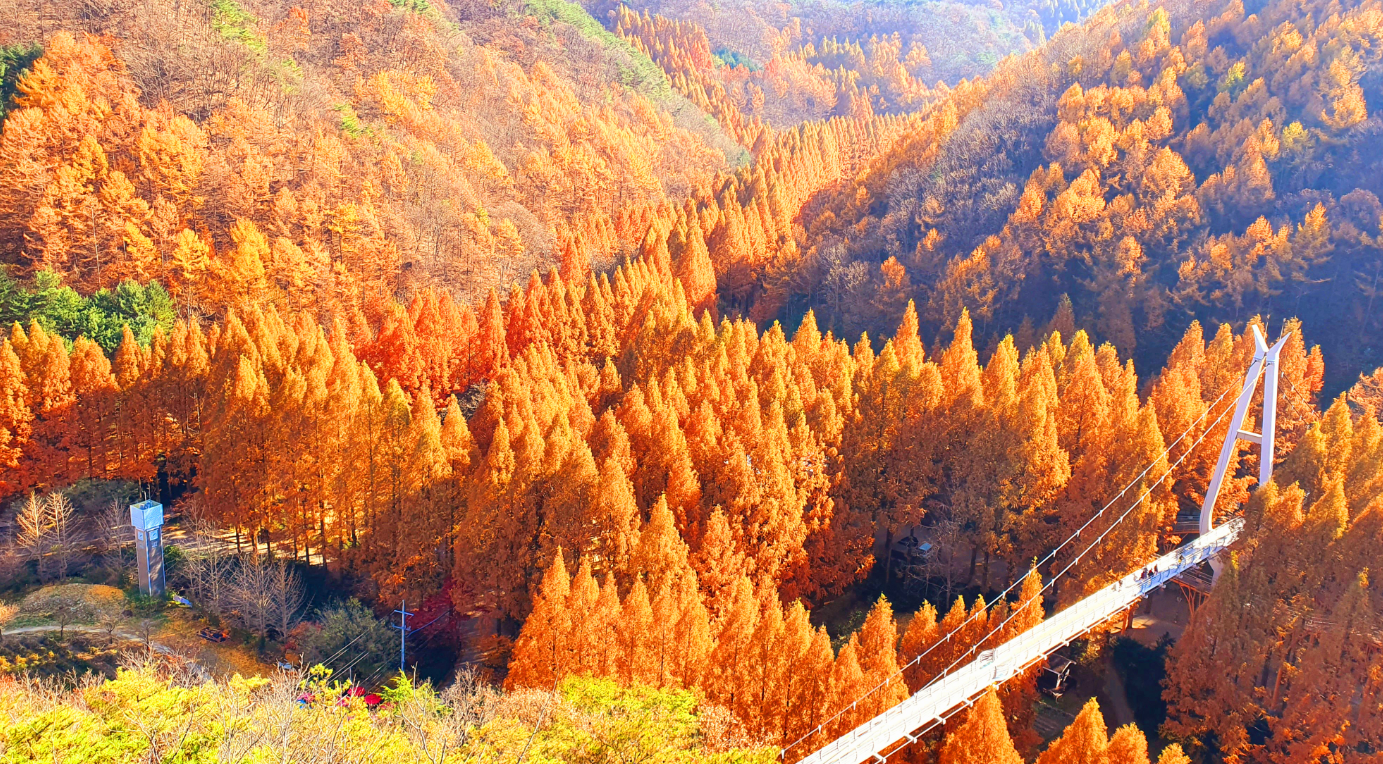 장태산자연휴향림