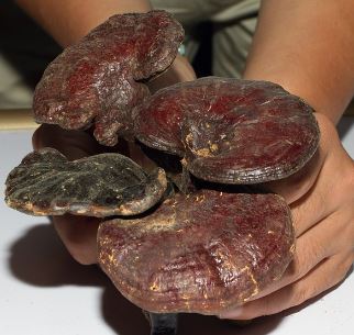 영지버섯 효능 부작용 먹는법