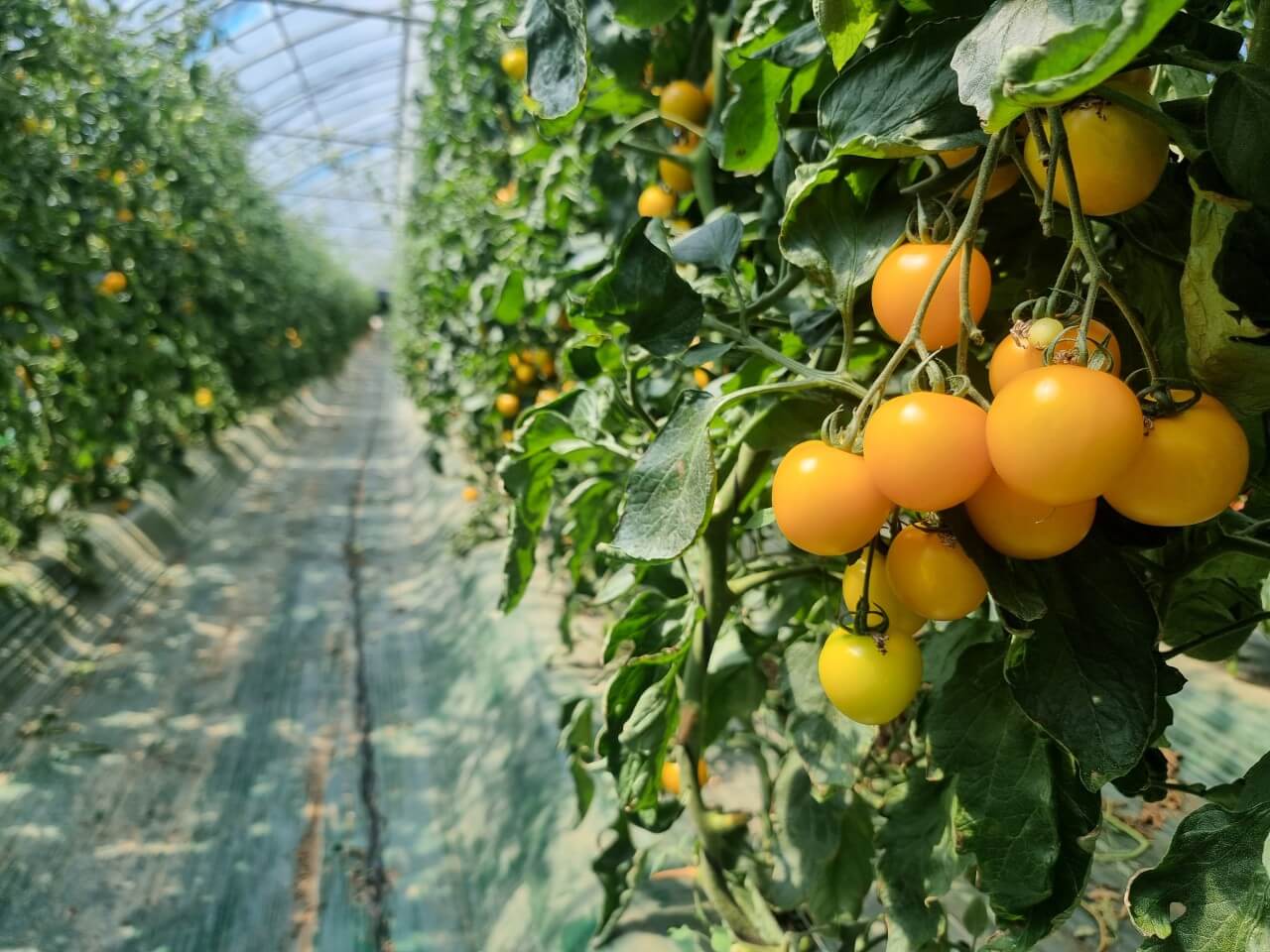 오늘N 대한민국 보물정원 강원 춘천 유기농 카페 오늘N 2503회