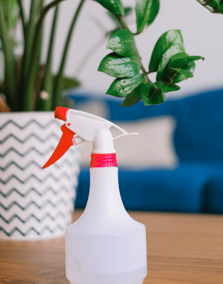 금전수 돈나무 키우기 물주기 가지치기