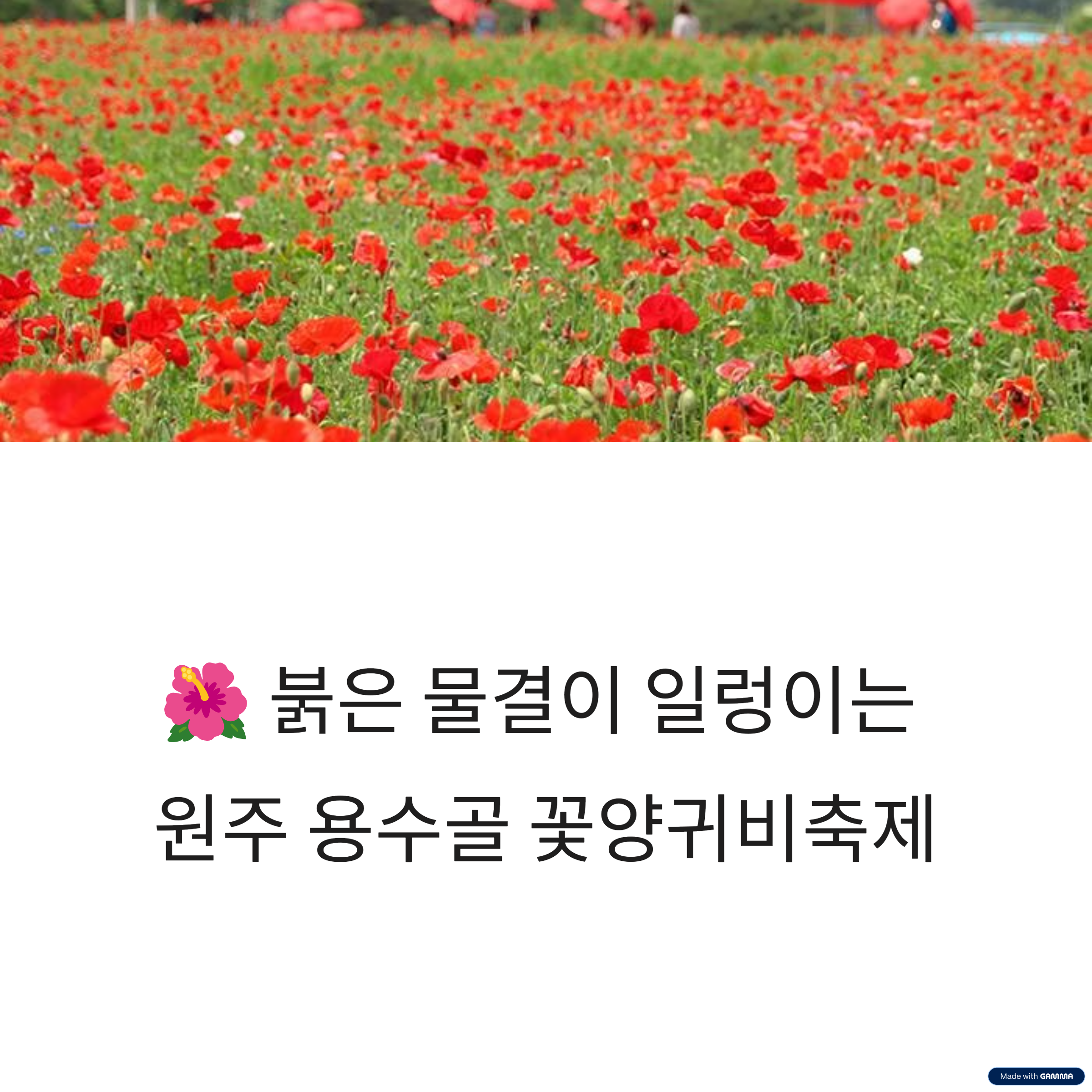 원주 용수골 꽃양귀비축제