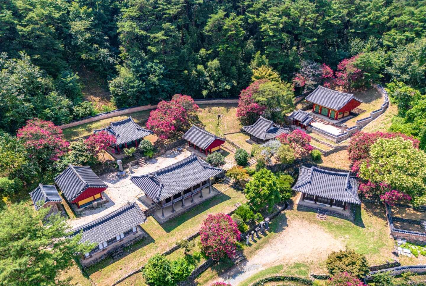 담양 죽림재 배롱나무