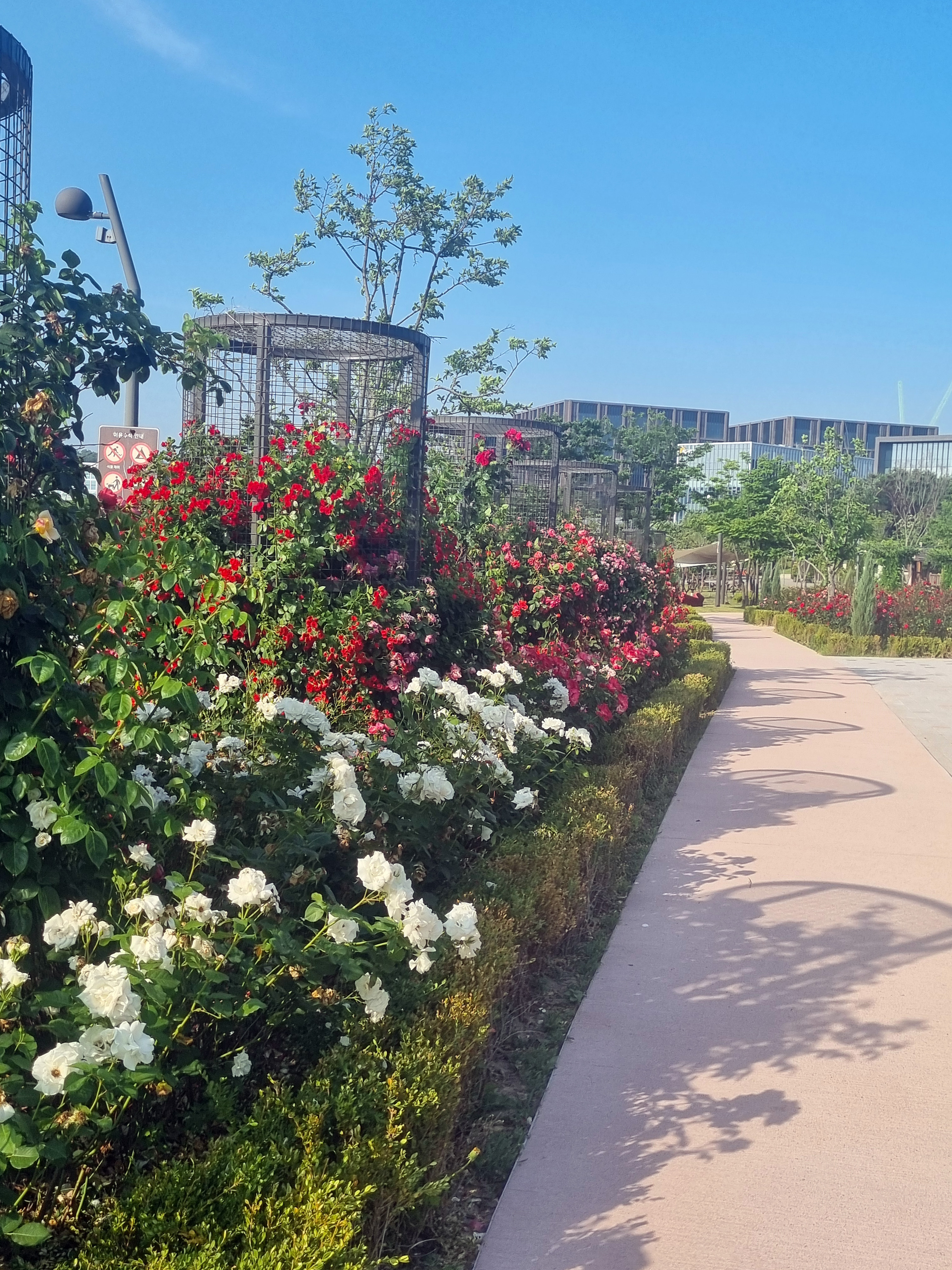 길따라 있는 장미 넝쿨들