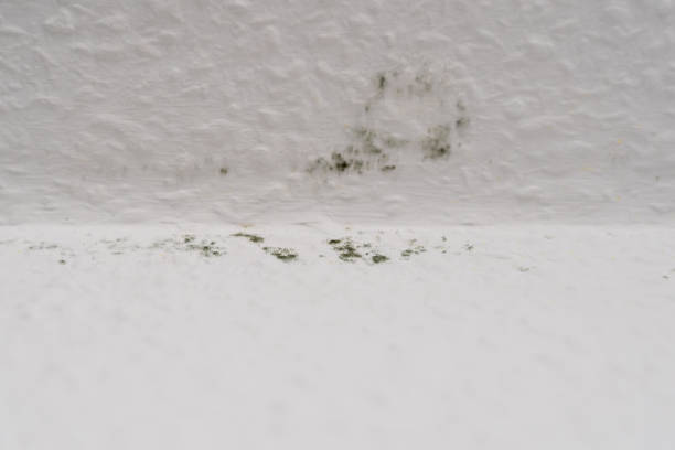 실내 습도 관리로 곰팡이 예방하는 법