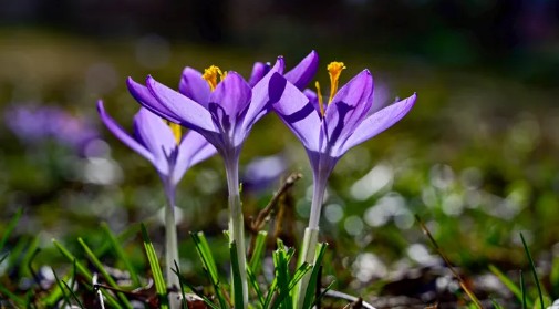가을에 심고 봄에 피는 아름다운 꽃 - 크로커스