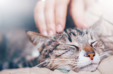 행복해 보이는 고양이.