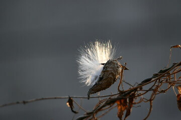 박주가리 효능과 먹는 방법과 부작용에 대해 알아봤습니다.