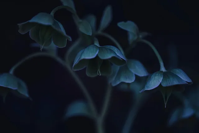 동아 재배 덩굴 손질 지주 설치 수분 관리_3