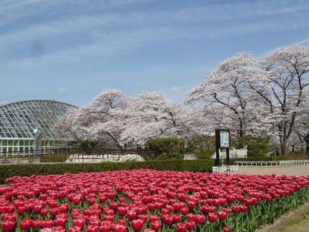 교토 부립 식물원 사진