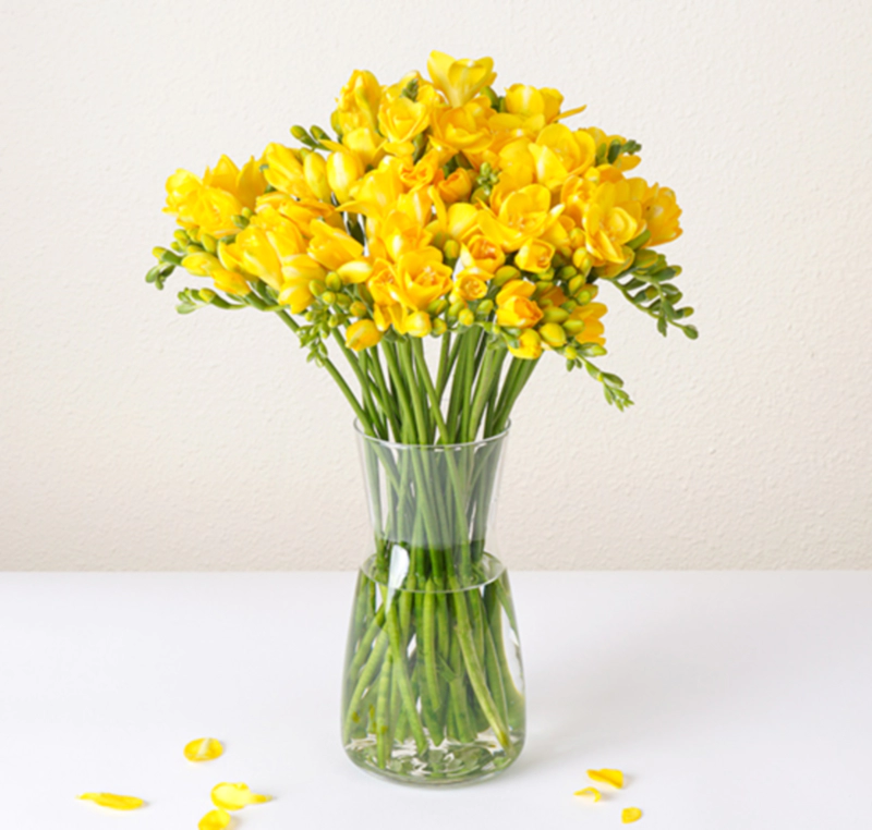 프리지아 향수 꽃다발 정보