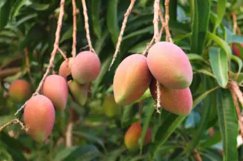 애플 망고 가격 및 효능, 영양성분