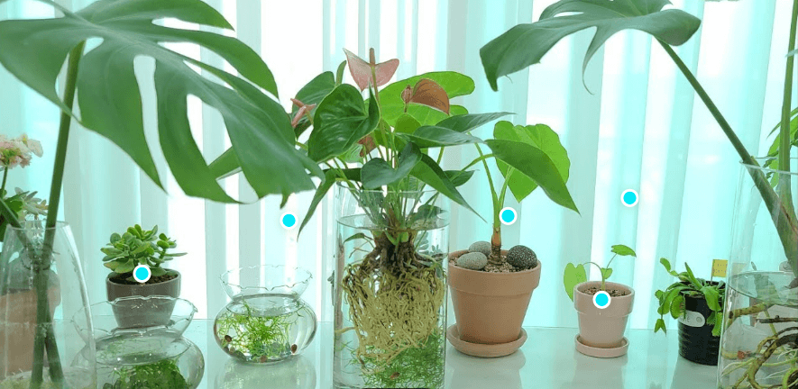 흙보다 깨끗한 수경젤 정원 – 젤 기반 실내식물 재배법 완전공개