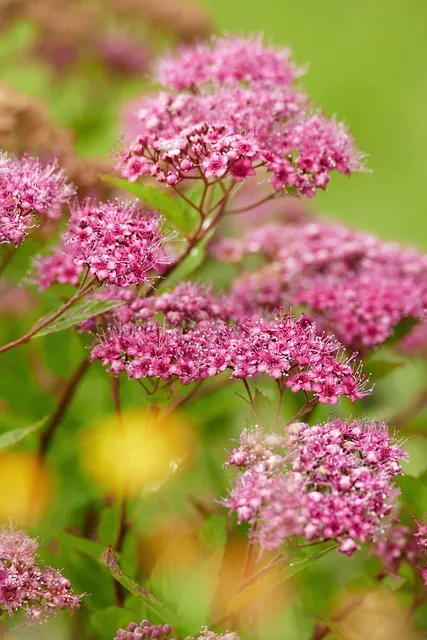 무우 효능 부작용 섭취 방법_6