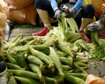 홍천 찰옥수수 축제_7