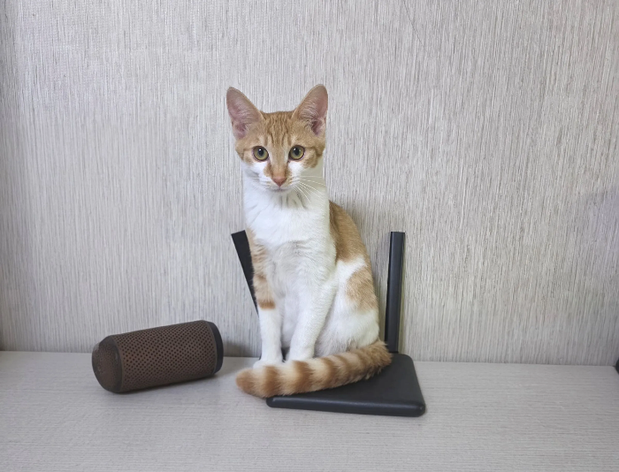 반려동물 장염&middot;소화기 질환, 가볍게 넘기면 위험한 이유