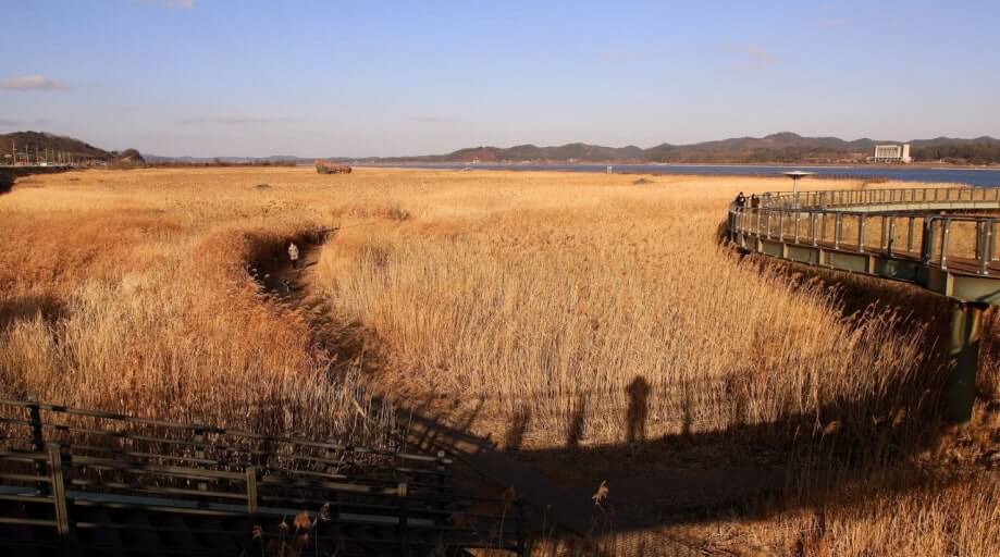 서천 신성리 갈대밭 여행 -교통 및 맛집, 주변명소 사진