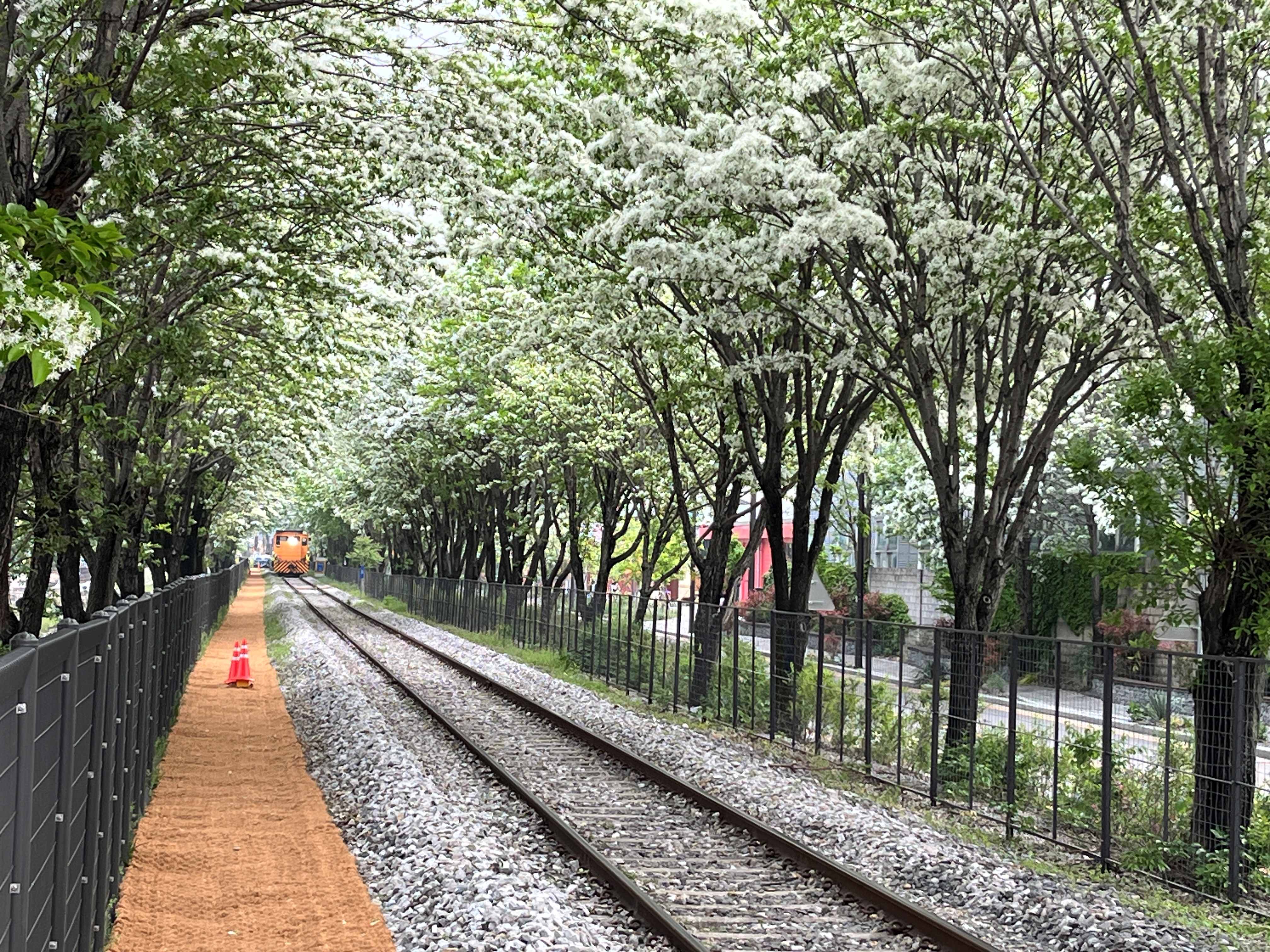 전주 팔복동 이팝나무 철길