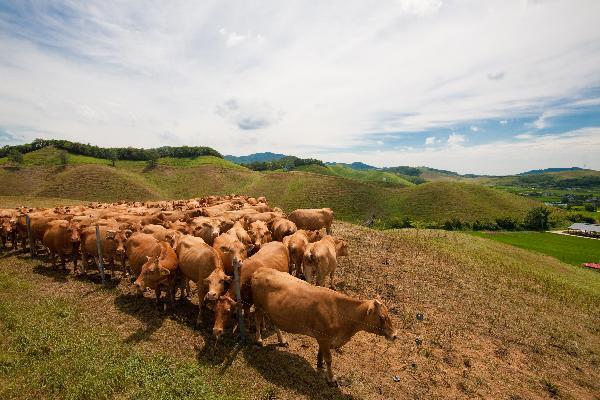 서산 한우목장