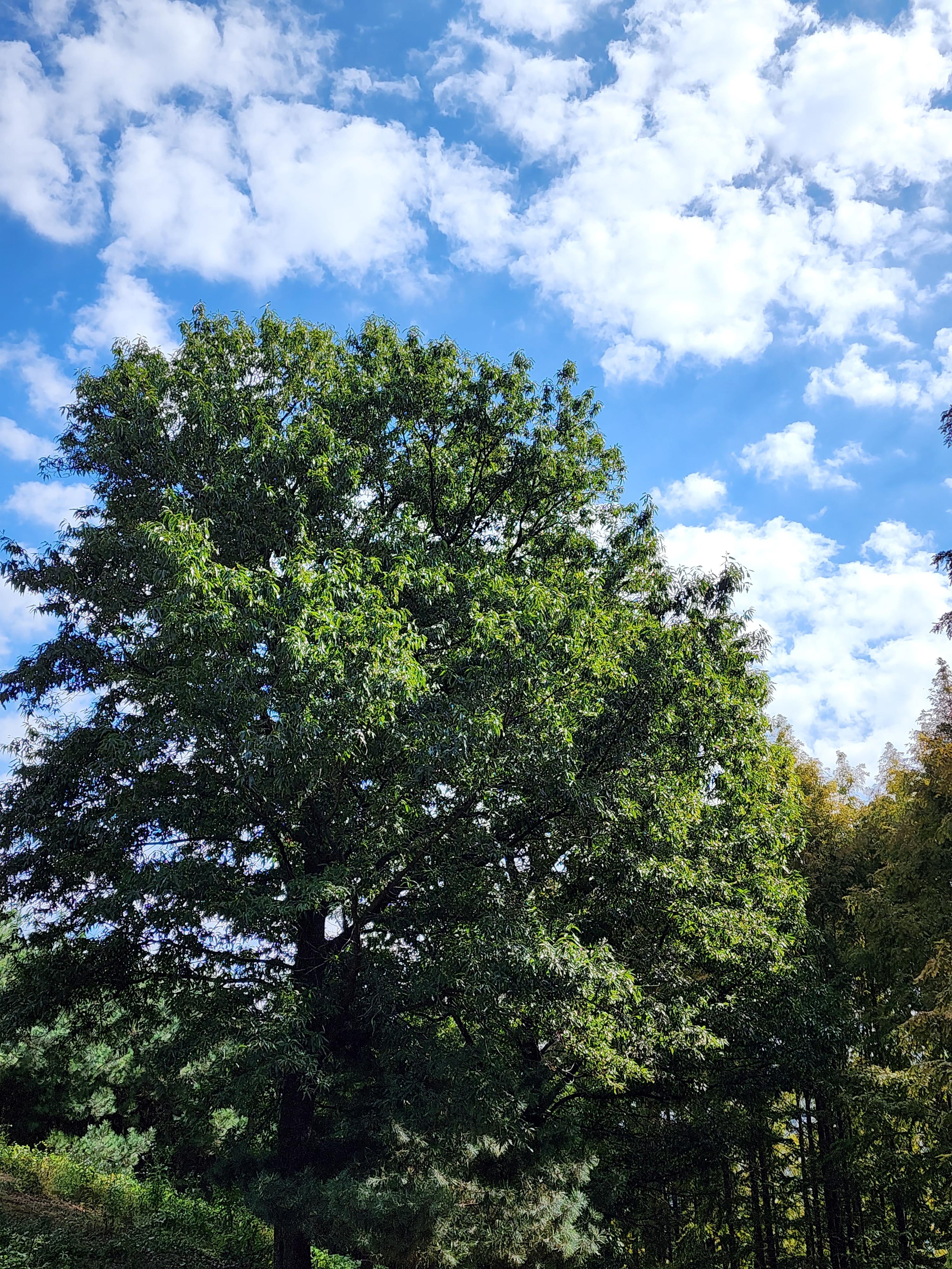 가을 연희공원 메타세콰이아