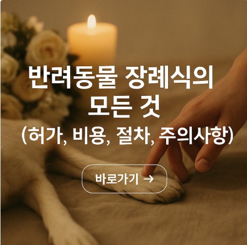 반려 동물 장례식의 모든 것(허가,비용,절차,주의사항)