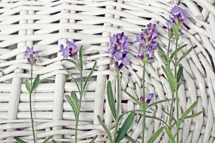 라벤더 꽃 수확