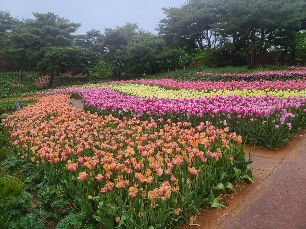 태안 튤립축제(태안 세계튤립꽃박람회) 정보 총정리