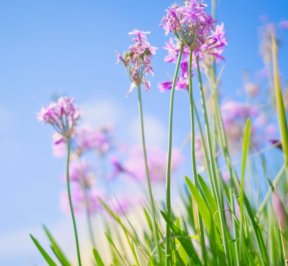 2025년 고양국제꽃박람회 일정 + 입장권 사전예매 방법 총정리
