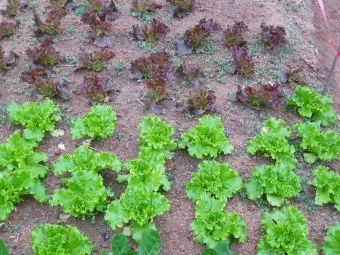 텃밭 가꾸기 모종 선택 파종 시기 물주기 비료 초보 가이드_18