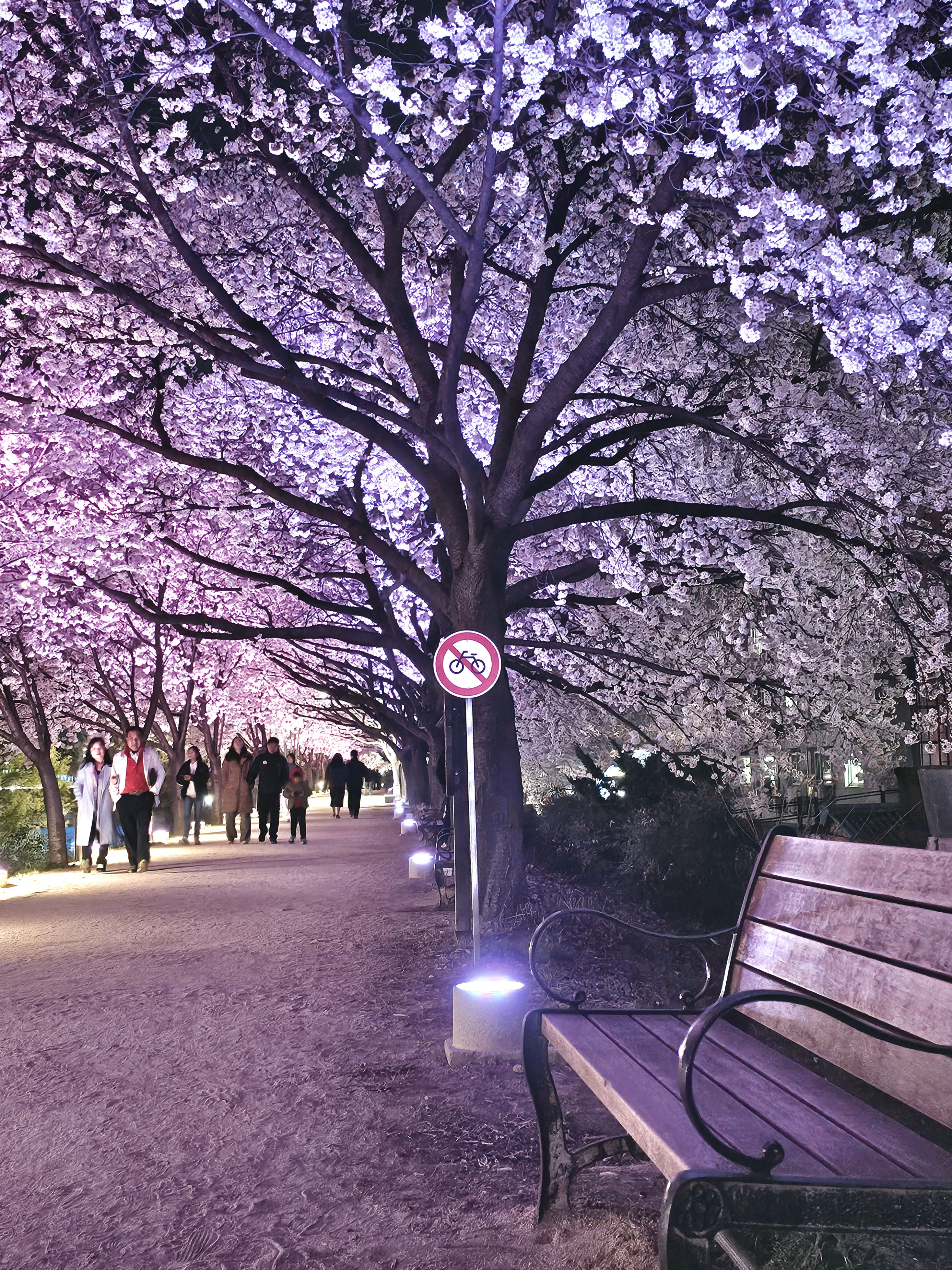 동촌유원지 벚꽃