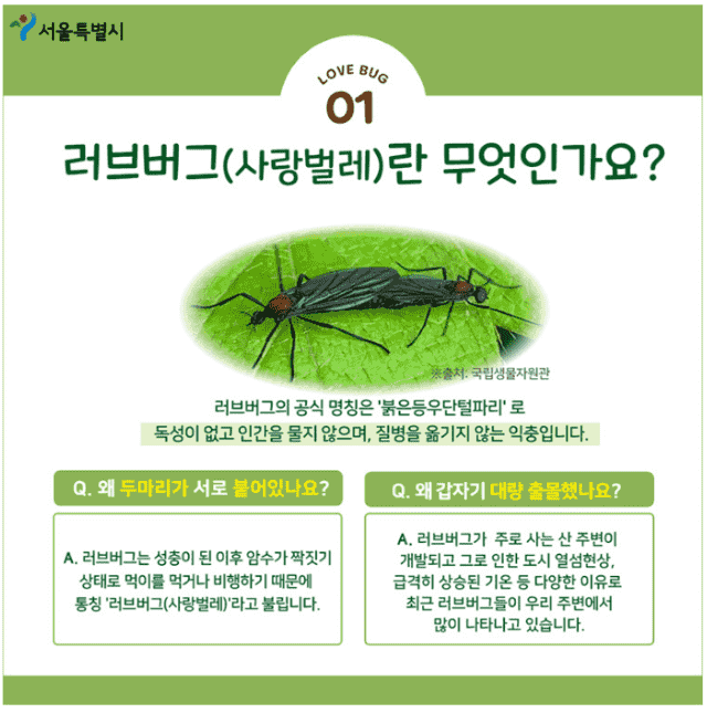러브버그란 무엇인가?