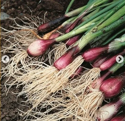 샬롯 재배 모종 씨쪽 나누기 건조 저장 병해 예방_6