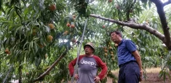 복숭아 재배 꽃 솎기 잎 따기 갈반병 방제_8