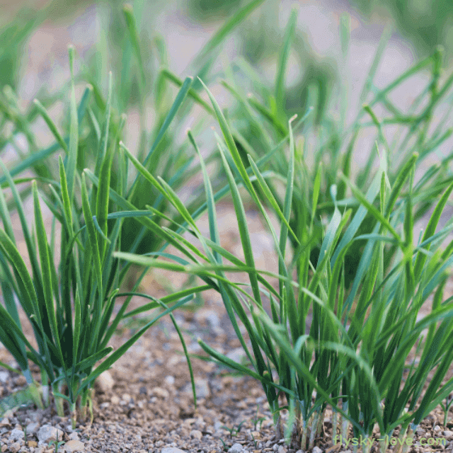 간의 채소 부추