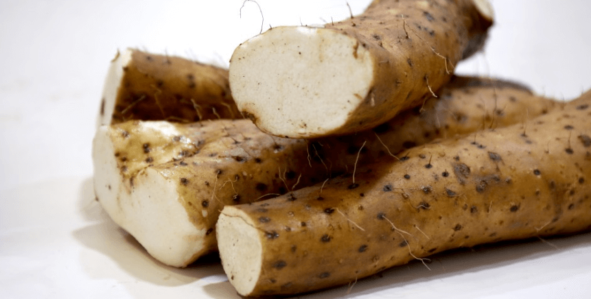 깔끔하게 다듬어진 마 뿌리 4개가 놓여 있다