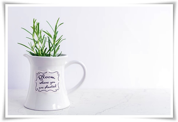 화초 "로즈마리" 집 안 공기를 정화하는 향기로운 반려식물!