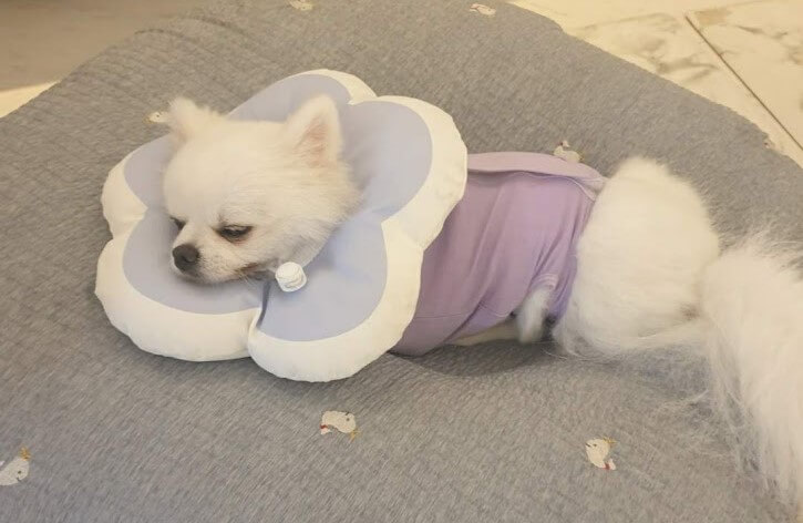 넥카라와 환견복