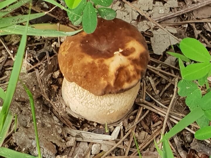 메이플-스토리-버섯