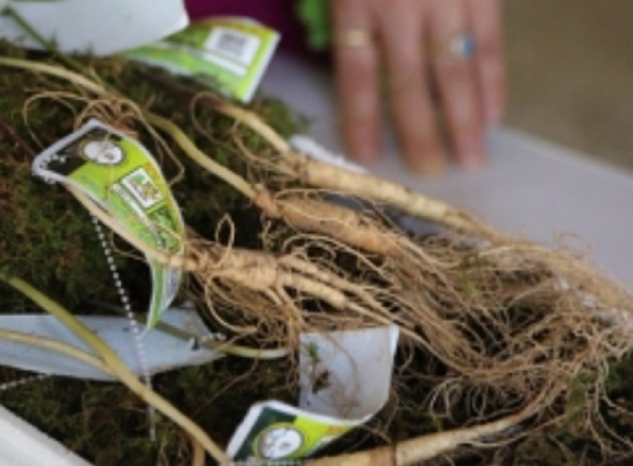 함양-지리산-산양삼-힐링팜