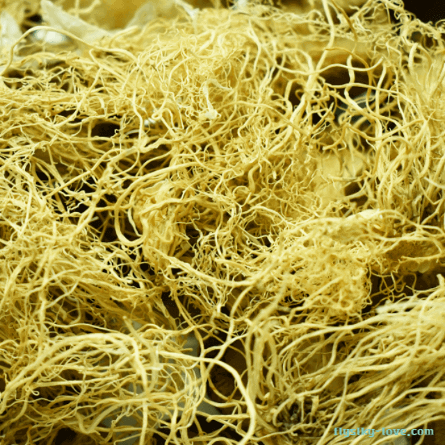 건조시킨 파뿌리, 총백