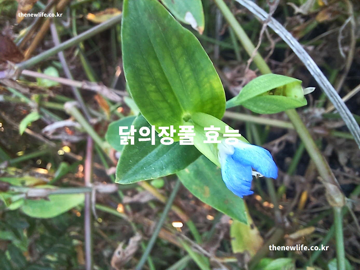 닭의 장풀 효능 대표 실사진