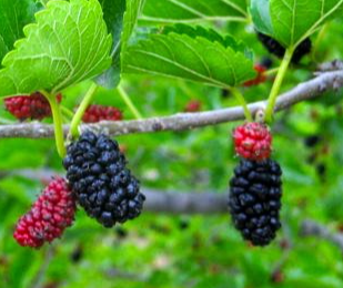 뽕나무는산뽕나무도있다