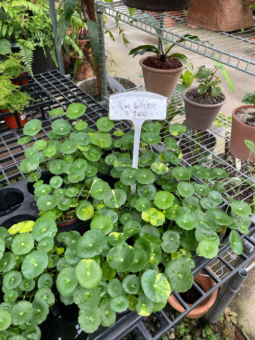 식집사가-좋아할만한-파주-식물원-조인폴리아-화훼단지